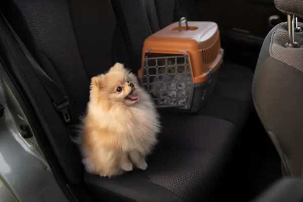 Tips for Pet Hair Removal to clean your car