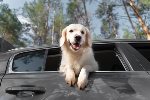 Tips for Pet Hair Removal to clean your car
